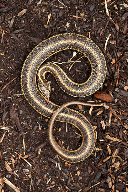 istock Garter Snake in "S" form 157613144