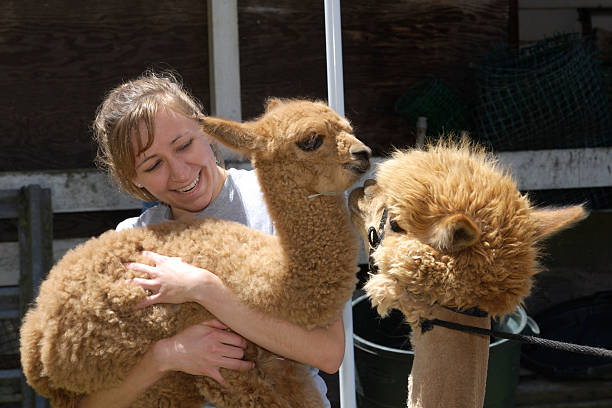 istock Baby Alpaca Being Held by Woman 157613229