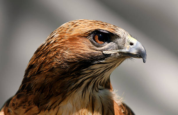 falco dalla coda rossa (buteo jamaicensis) verticale - animal eye bird nature animal head foto e immagini stock