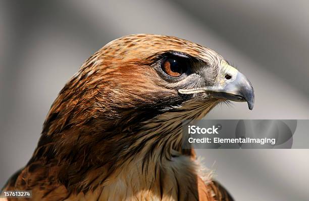 Closeup Of A Red Tailed Hawk Buteo Jamaicensis Stock Photo - Download Image Now - Hawk - Bird, Falcon - Bird, Bird