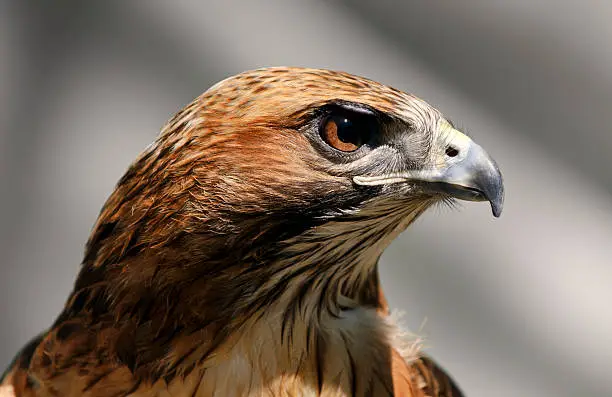Photo of Close-up of a Red Tailed Hawk Buteo Jamaicensis
