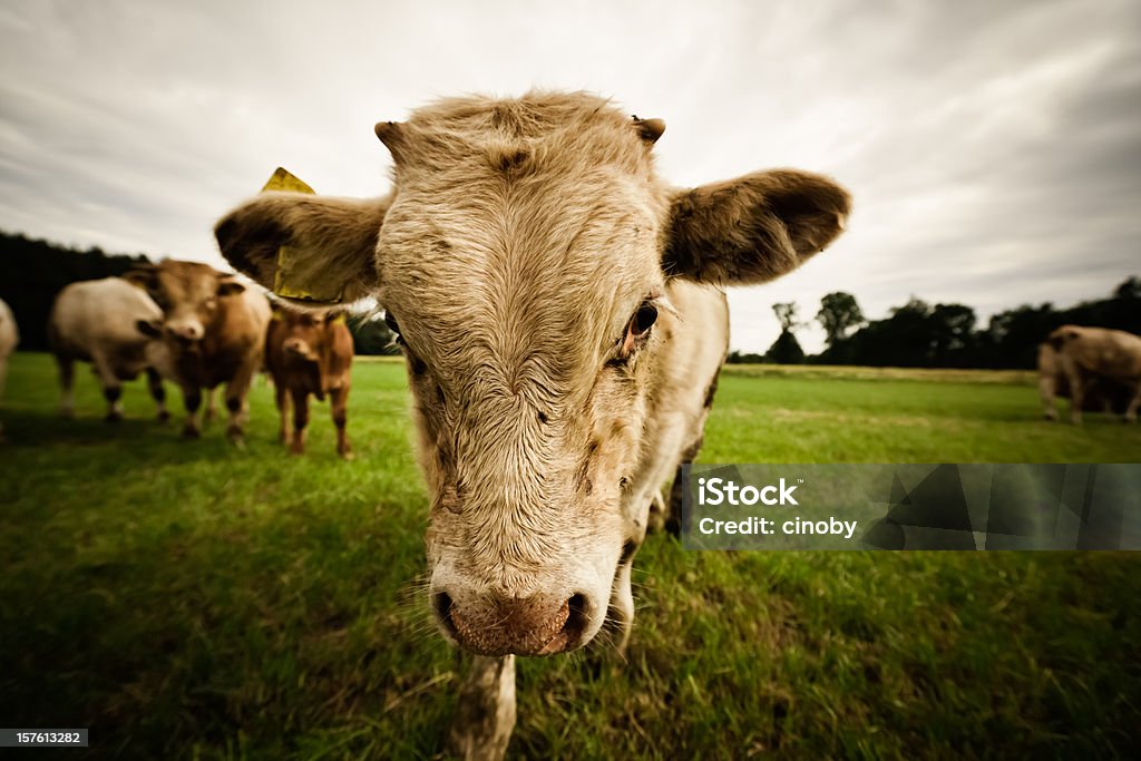 Bull - Lizenzfrei Hausrind Stock-Foto