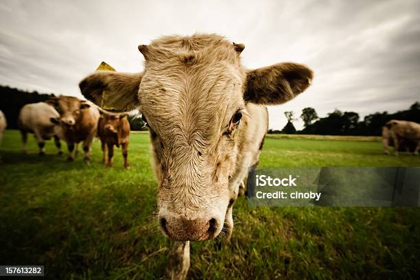 Bull Stockfoto und mehr Bilder von Hausrind - Hausrind, Kuh, Angreifen