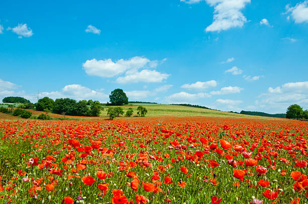 istock poppy field - agriculture landscape 157613363
