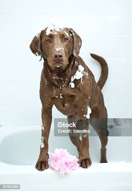 Hund Bad Stockfoto und mehr Bilder von Badewanne - Badewanne, Hund, Brauner Labrador