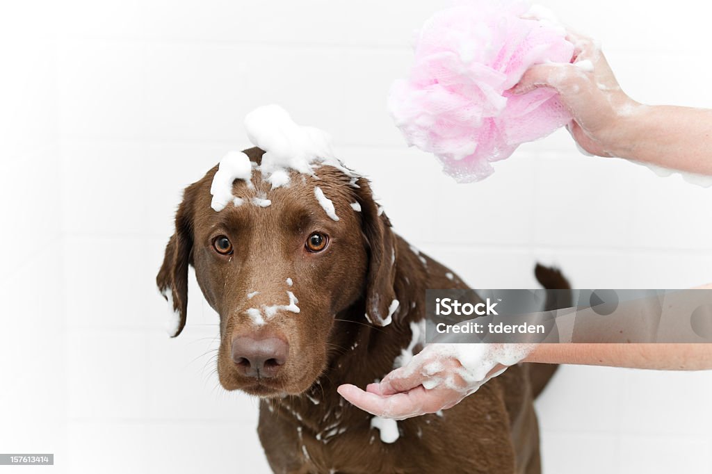 Perro de baño - Foto de stock de Perro libre de derechos