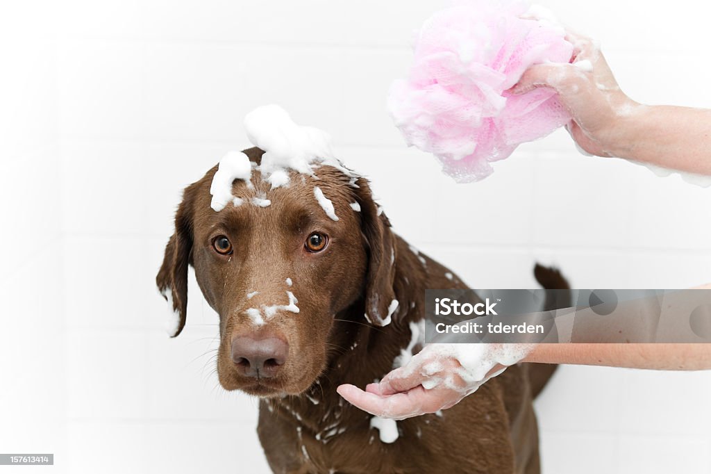 Cão de banheiro - Foto de stock de Cão royalty-free