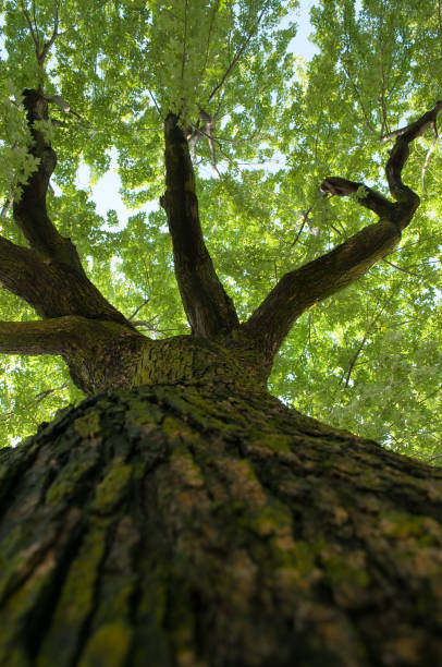 istock Looking up an old maple tree towards the leaves 157613434