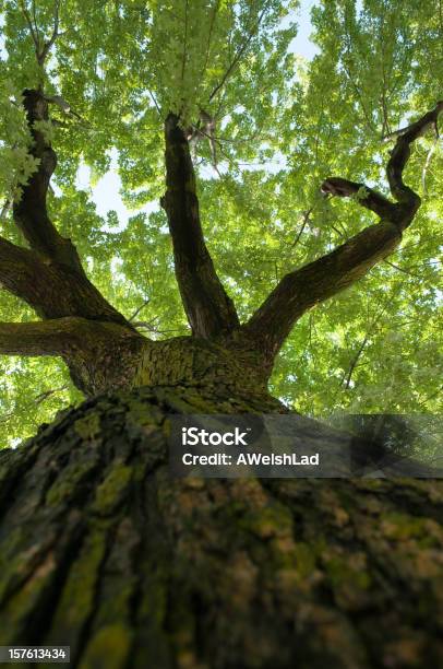 Foto de Procurando Uma Antiga Para As Folhas Da Árvore De Bordo e mais fotos de stock de Amarelo