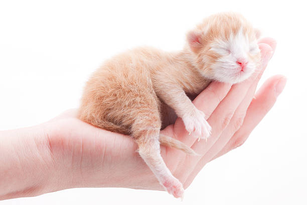 Newborn Kitten: mini PAW Newborn sweet kitten is in the hand: hand to hand newborn animal stock pictures, royalty-free photos & images