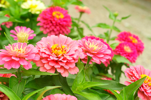 Pink dahlia flower on natural green background with copy space. Floral card, natural background.