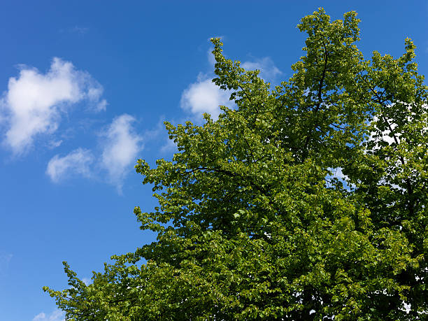 Green leaves against blue sky, shot with Hasselblad H3DII-50