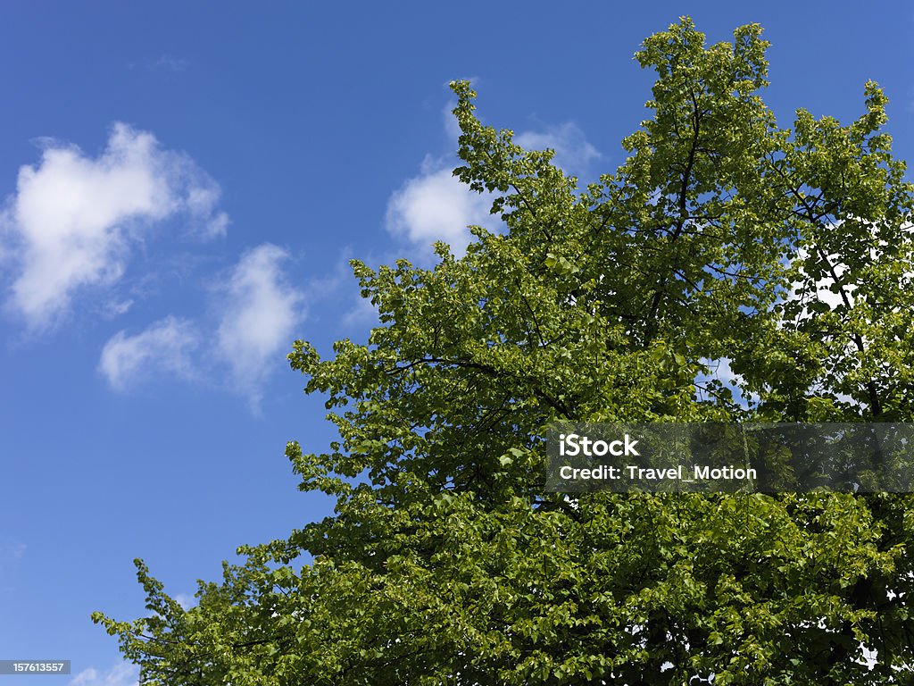 Folhas verdes contra o céu azul, fotografada com Hasselblad H3DII - 50 - Foto de stock de Azul royalty-free