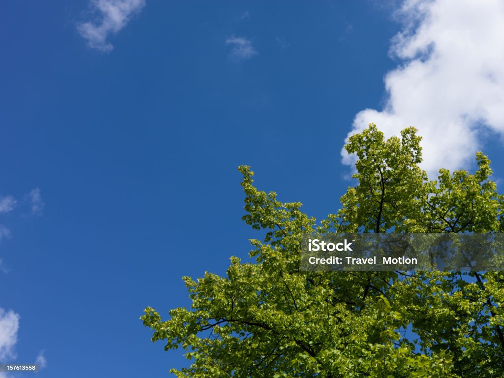 Verde hojas contra el cielo azul, toma con Hasselblad H3DII - 50 - Foto de stock de Azul libre de derechos