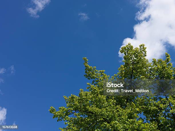 Verde Foglie Contro Il Cielo Blu Con Hasselblad H3dii 50 - Fotografie stock e altre immagini di Albero