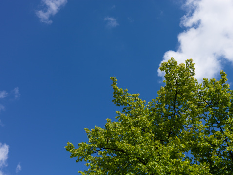 Green leaves against blue sky, shot with Hasselblad H3DII-50