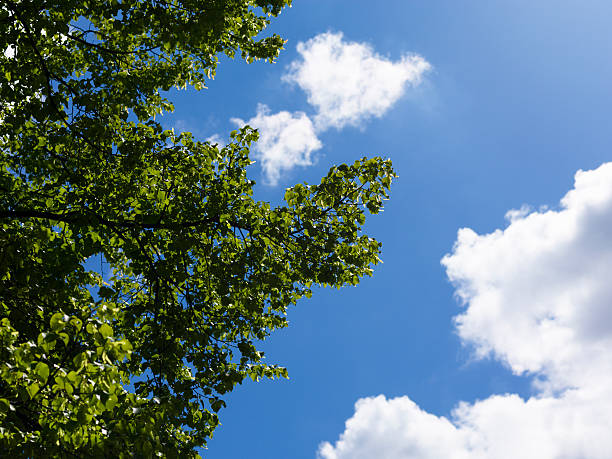 Green leaves against blue sky, shot with Hasselblad H3DII-50