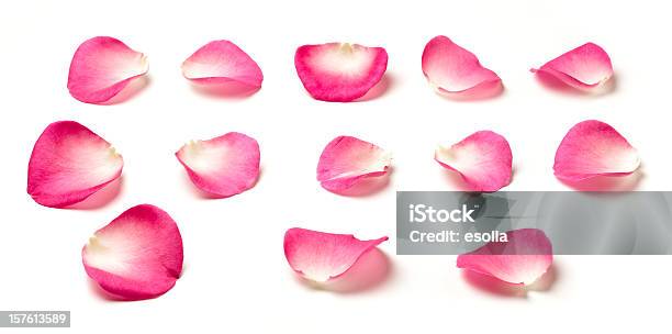 Pusta Płatki Róży - zdjęcia stockowe i więcej obrazów Płatek - Płatek, Płatek róży, Różowy