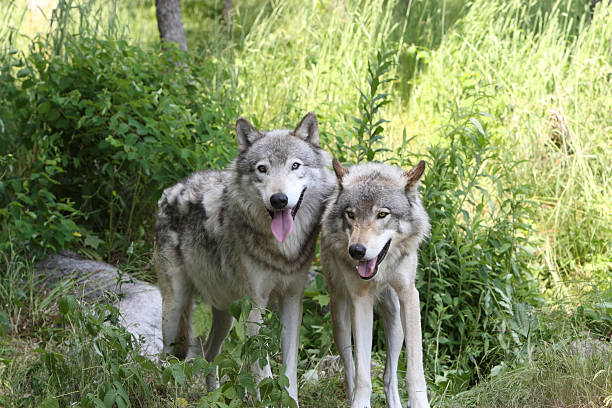 Two Timberwolves Close-up stock photo