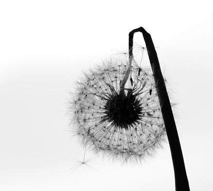 Withered dandelion in seed - black and white