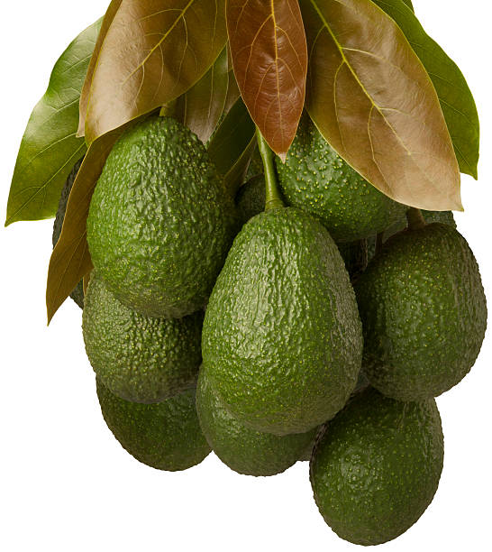 Avocado Cluster