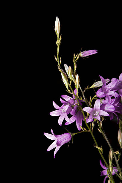 Wild flowers in green grass