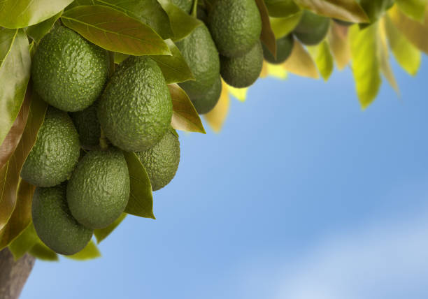 Haas Avocado Tree Heavy with Fruit with a Blue Sky background.