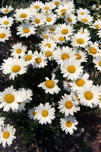 Shasta Daisies in Summer Garden