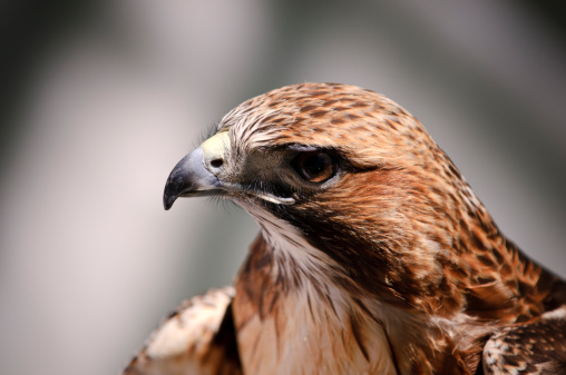 A portrait of a red tailed hawk (Buteo jamaicensis).