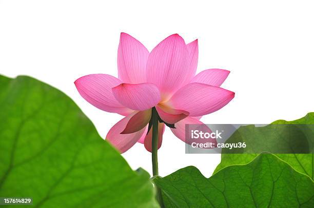 Primer Plano De Rosa Lotus Foto de stock y más banco de imágenes de Loto - Loto, Aire libre, Antiguo