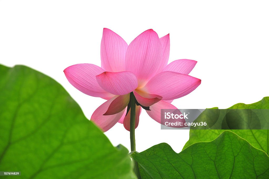 Primo piano di rosa Fiore di loto - Foto stock royalty-free di Fiore di loto