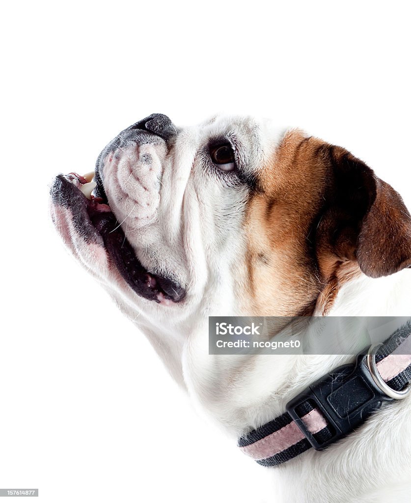 Niedlichen Hund - Lizenzfrei Bulldogge Stock-Foto