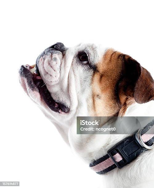 Niedlichen Hund Stockfoto und mehr Bilder von Bulldogge - Bulldogge, England, Englische Kultur