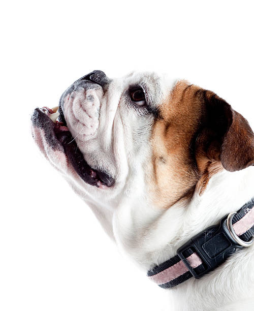 cane carino - english bulldog foto e immagini stock
