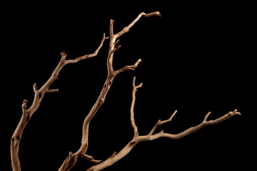 A bare brown branch, silhouetted on a black background 