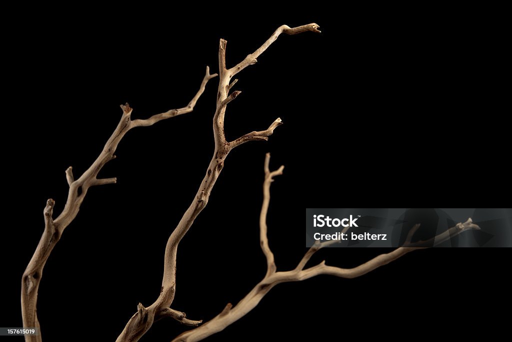 A bare brown branch, silhouetted on a black background  beautiful wood branch on black Branch - Plant Part Stock Photo