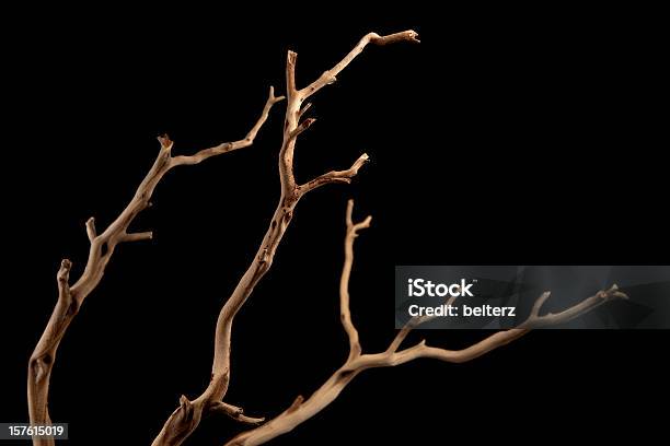 A Bare Brown Branch Silhouetted On A Black Background Stock Photo - Download Image Now