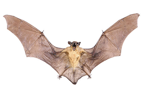 Beats Flying bat mouth open. isolated bat stock pictures, royalty-free photos & images