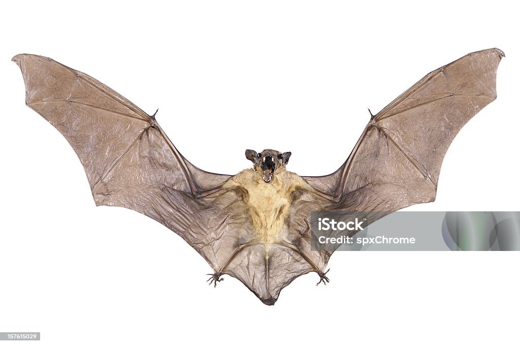 Morcego - Royalty-free Morcego Foto de stock