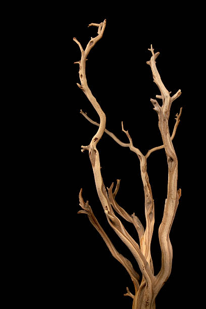 Wavy branches with no leaves isolated on a black background a pretty branch with a driftwood look against black driftwood stock pictures, royalty-free photos & images