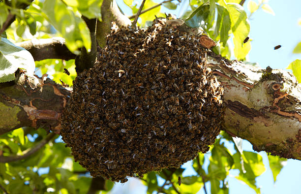 Swarm of bees on a tree stock photo
