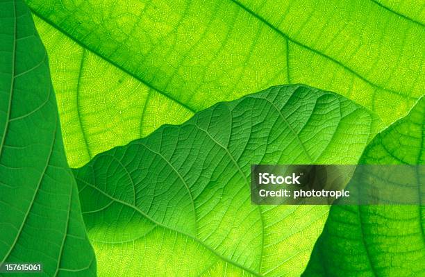 Зеленые Листья На Изнанке — стоковые фотографии и другие картинки Абстрактный - Абстрактный, Абстрактный задний план, Без людей