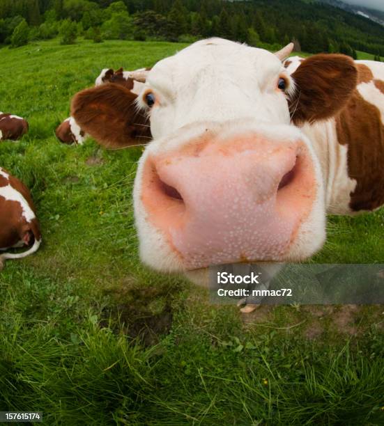 Photo libre de droit de Bizarre De Veau banque d'images et plus d'images libres de droit de Bovin domestique - Bovin domestique, Vache, Fish-eye