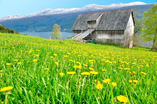Farmhouse with daisy meadow , fjord , mountain