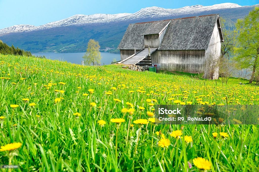 Farmhouse with daisy meadow , fjord , mountain Flower Stock Photo