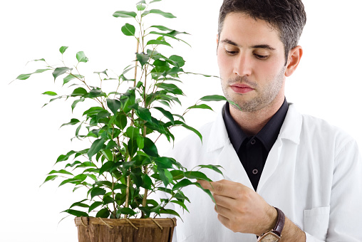 Male botanist taking care for plant isolated on white.