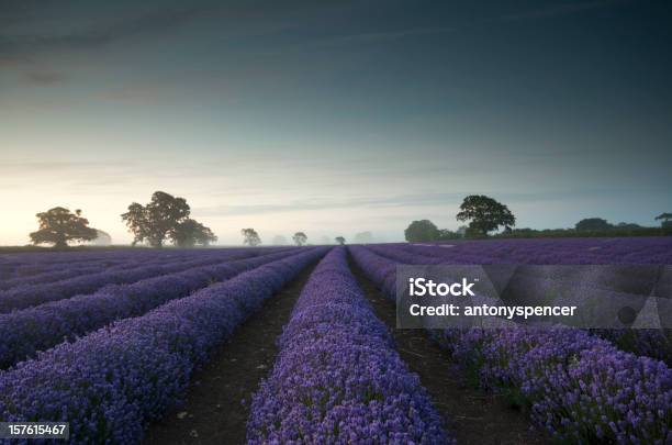 Lavanda Amanecer Foto de stock y más banco de imágenes de Agricultura - Agricultura, Aire libre, Amanecer