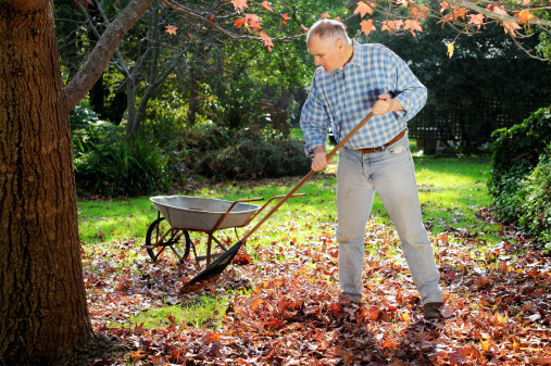 Senior Man raking leaves in Autumn.