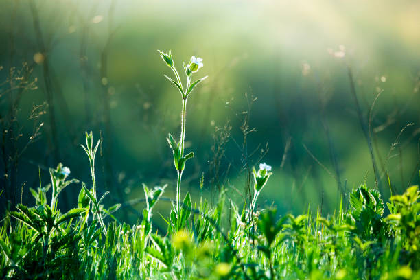 Green grass and flowers at sunrise