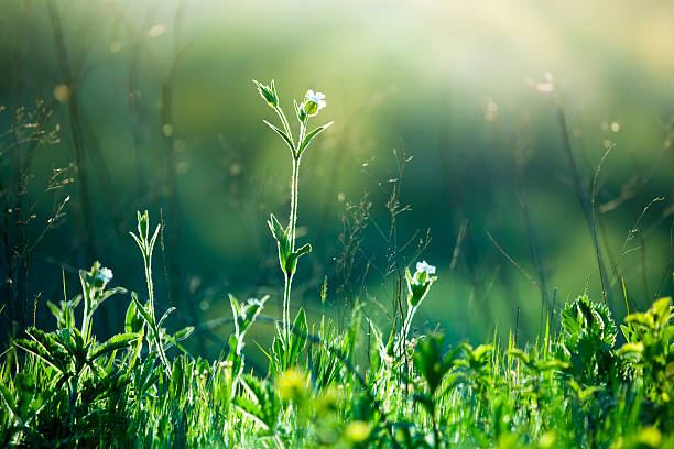 Photo of Meadow Wildflowers and grass at sunrise